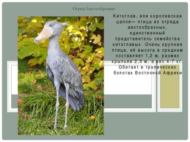 Китоглав, или королевская цапля— птица из отряда аистообразных, единственный ...