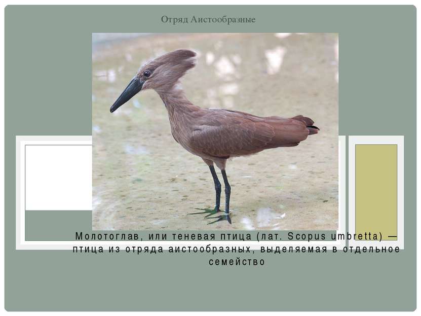 Молотоглав, или теневая птица (лат. Scopus umbretta) — птица из отряда аистоо...