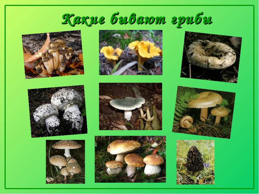 Какие бывают грибы