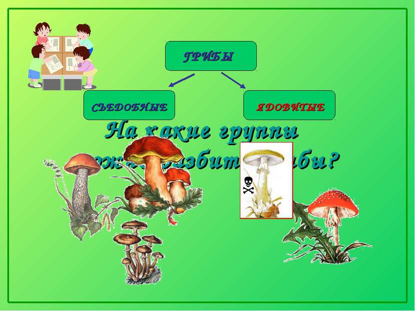 На какие группы можно разбить грибы?
