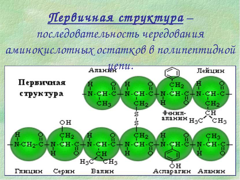 Первичная структура – последовательность чередования аминокислотных остатков ...