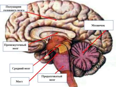 Полушария головного мозга Промежуточный мозг Средний мозг Мост Продолговатый ...