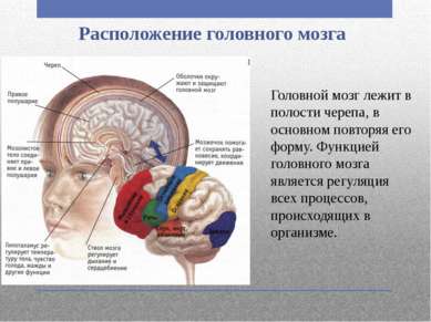 Расположение головного мозга Головной мозг лежит в полости черепа, в основном...