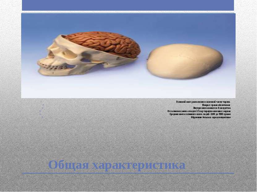 Общая характеристика Головной мозг расположен в мозговой части черепа. Покрыт...