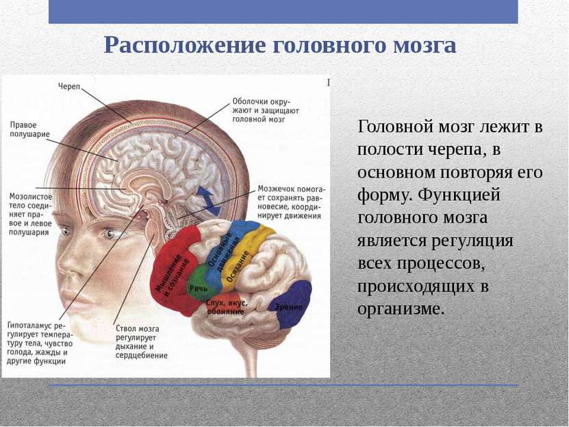 Расположение головного мозга Головной мозг лежит в полости черепа, в основном...