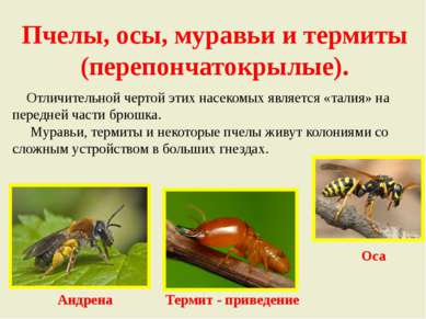 Пчелы, осы, муравьи и термиты (перепончатокрылые). Отличительной чертой этих ...