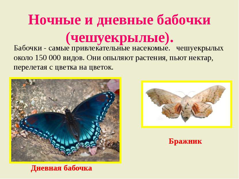 Ночные и дневные бабочки (чешуекрылые). Бабочки - самые привлекательные насек...