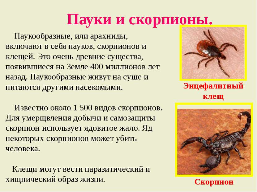 Пауки и скорпионы. Паукообразные, или арахниды, включают в себя пауков, скорп...