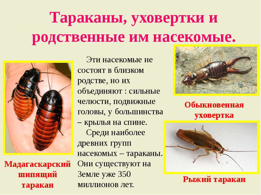 Тараканы, уховертки и родственные им насекомые. Эти насекомые не состоят в бл...