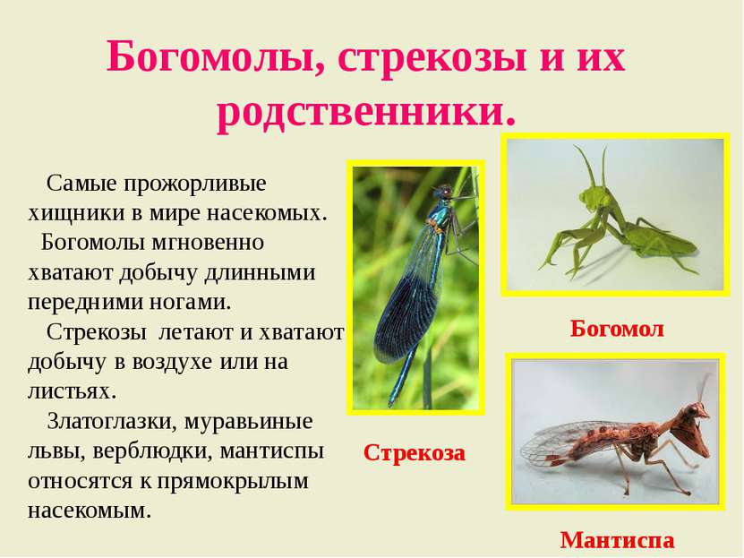 Богомолы, стрекозы и их родственники. Самые прожорливые хищники в мире насеко...