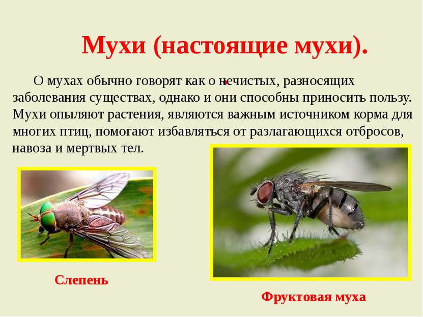 Мухи (настоящие мухи). . О мухах обычно говорят как о нечистых, разносящих за...