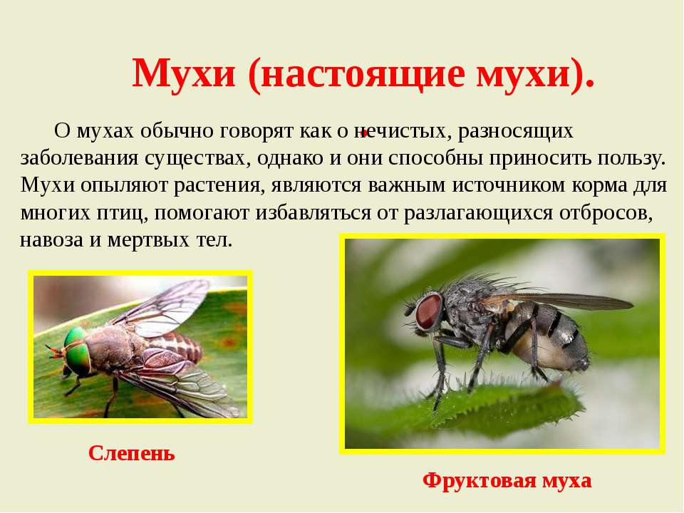 Характер мухи. Описание про муху. Интересные факты о мухах. Интересные факты о мухах для детей. Муха для презентации.