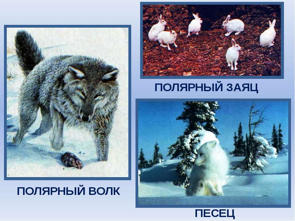 Тундра природная зона россии 4 класс. Природные зоны России 4 класс окружающий мир тундра. Тундра 4 класс окружающий мир. Арктический волк. Зона тундры 4 класс окружающий мир.