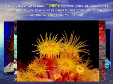 Коралловые рифы создают полипы – живые существа, обитающие в тёплых морях. Он...