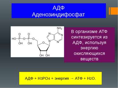 АДФ Аденозиндифосфат В организме АТФ синтезируется из АДФ, используя энергию ...