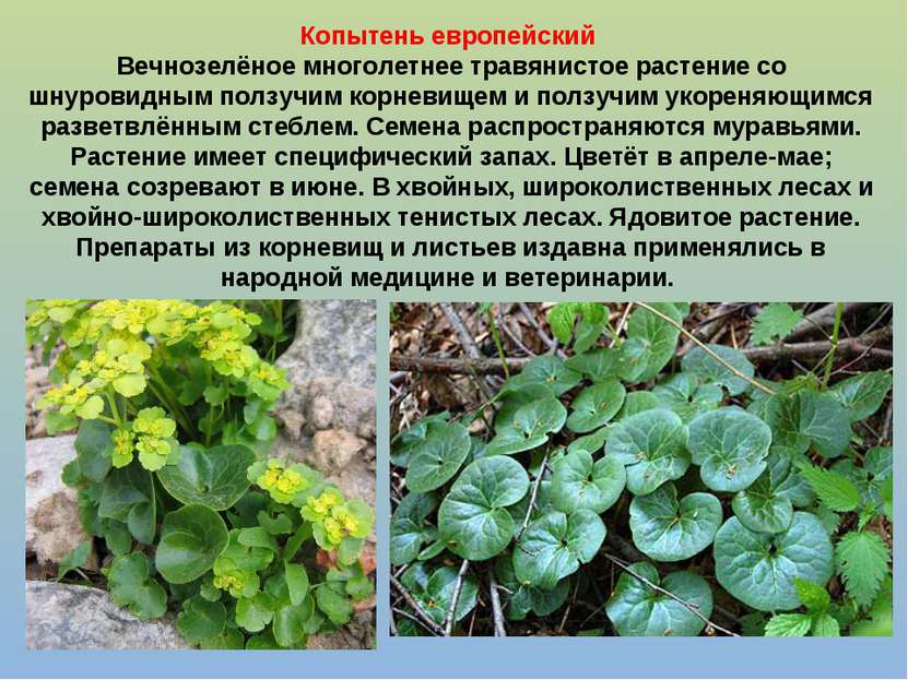 Копытень европейский Вечнозелёное многолетнее травянистое растение со шнурови...