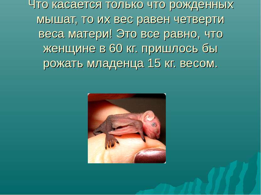 Что касается только что рожденных мышат, то их вес равен четверти веса матери...