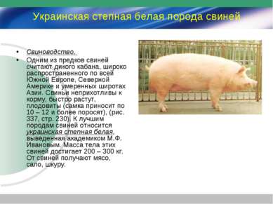 Украинская степная белая порода свиней Свиноводство. Одним из предков свиней ...
