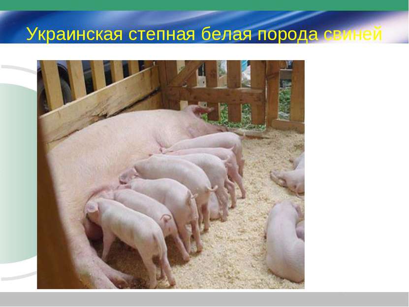 Украинская степная белая порода свиней