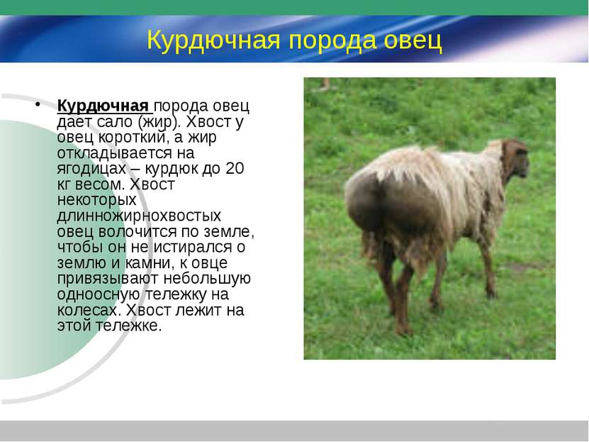 Курдючная порода овец Курдючная порода овец дает сало (жир). Хвост у овец кор...
