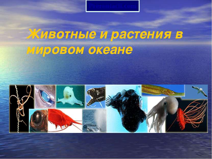 Животные и растения в мировом океане Prezentacii.com