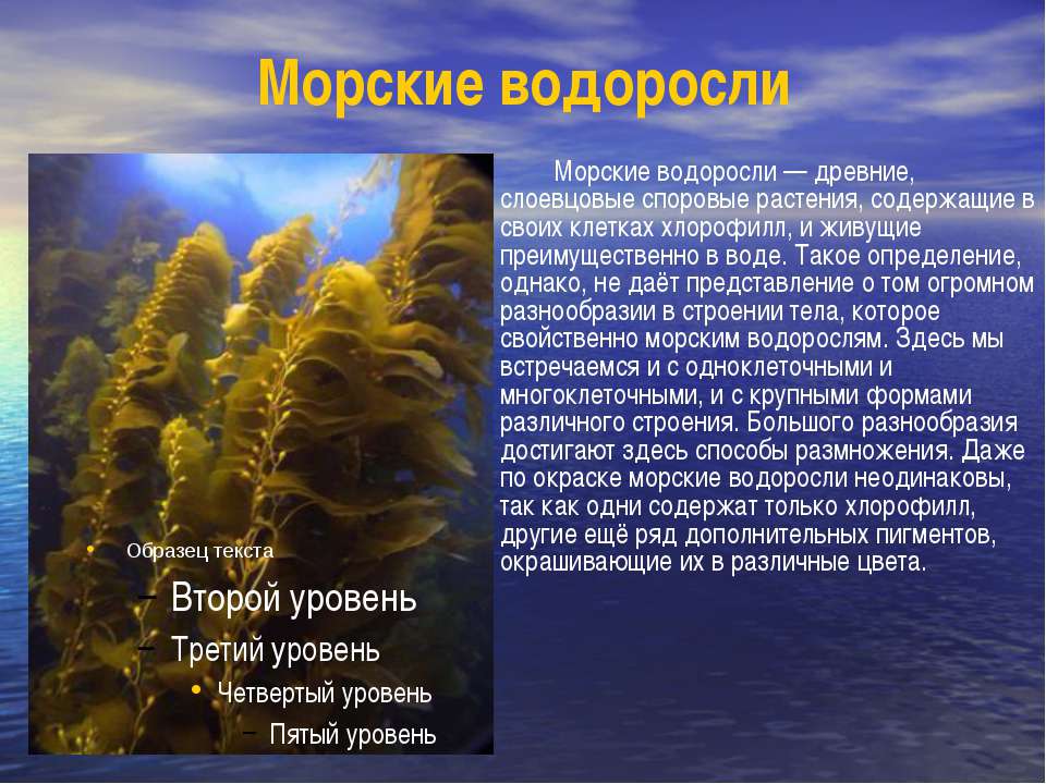 Факты о водорослях. Морские водоросли древние слоевцовые споровые растения. Интересные факты о водорослях. Водоросли черного моря. Сообщение о водорослях.