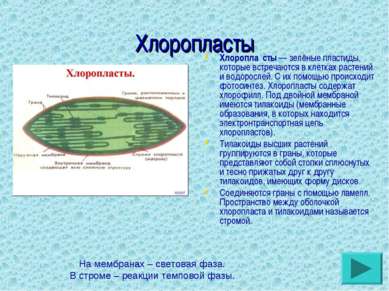Хлоропласты Хлоропла сты — зелёные пластиды, которые встречаются в клетках ра...