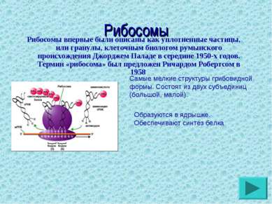 Рибосомы Рибосомы впервые были описаны как уплотненные частицы, или гранулы, ...