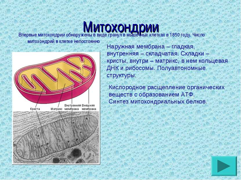 Митохондрии Впервые митохондрии обнаружены в виде гранул в мышечных клетках в...