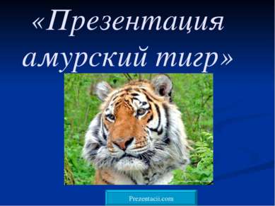 «Презентация амурский тигр» 