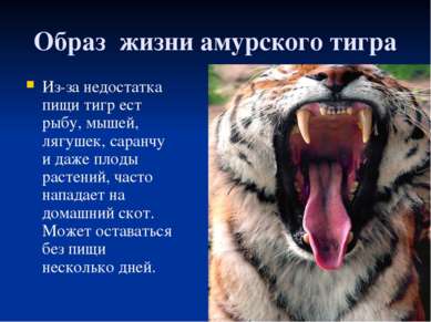 Образ жизни амурского тигра Из-за недостатка пищи тигр ест рыбу, мышей, лягуш...