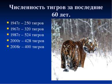 Численность тигров за последние 60 лет. 1947г – 250 тигров 1967г – 320 тигров...