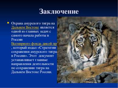 Заключение Охрана амурского тигра на Дальнем Востоке является одной из главны...