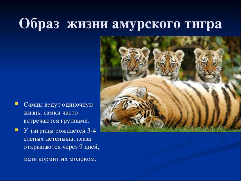 Образ жизни амурского тигра Самцы ведут одиночную жизнь, самки часто встречаю...