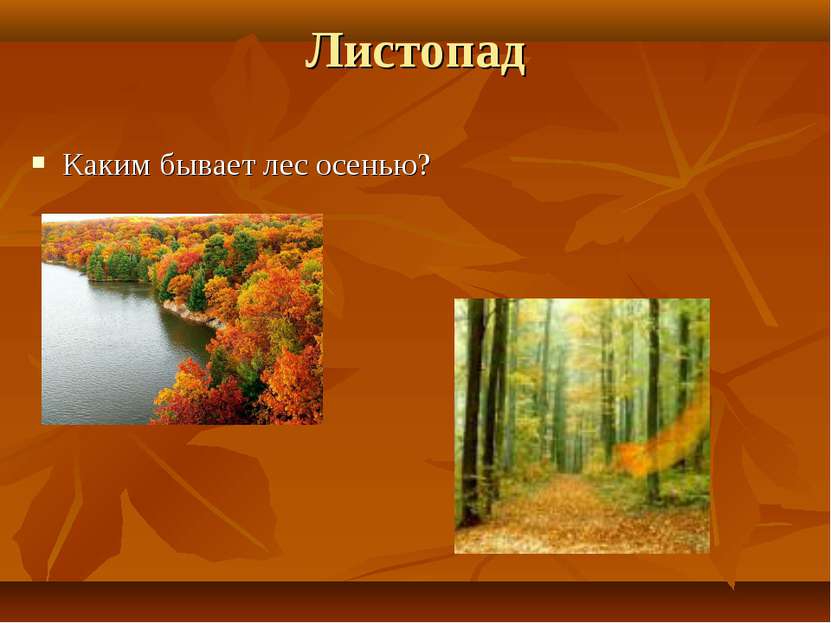 Листопад Каким бывает лес осенью?