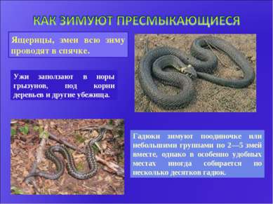 Гадюки зимуют поодиночке или небольшими группами по 2—5 змей вместе, однако в...