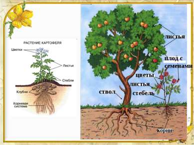 листья плод с семенами ствол корни цветы листья стебель