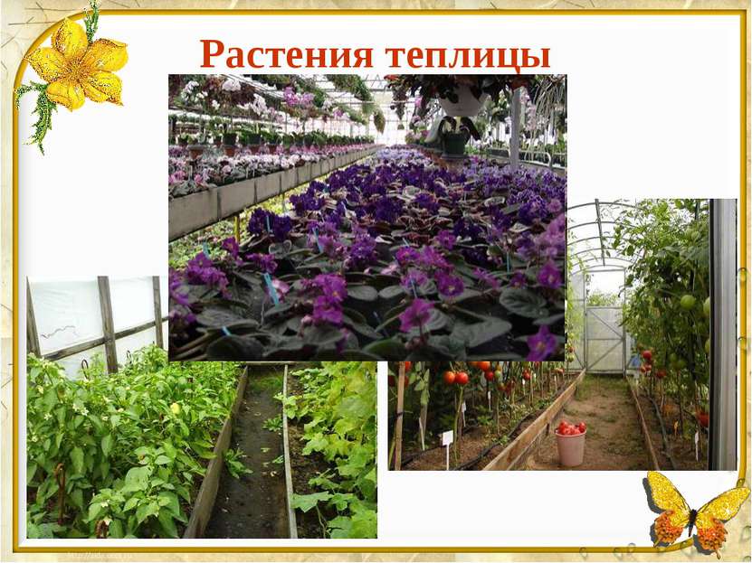 Растения теплицы