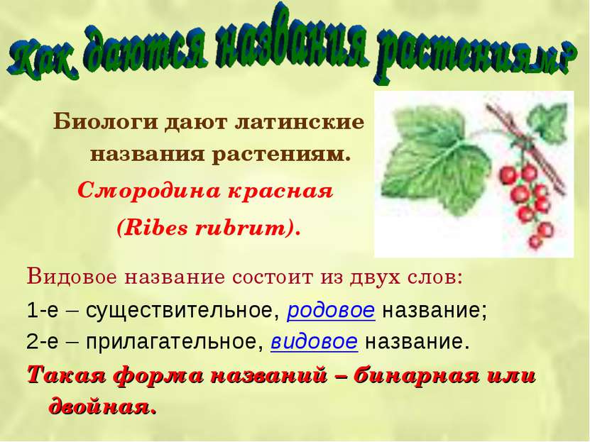 Биологи дают латинские названия растениям. Смородина красная (Ribes rubrum). ...