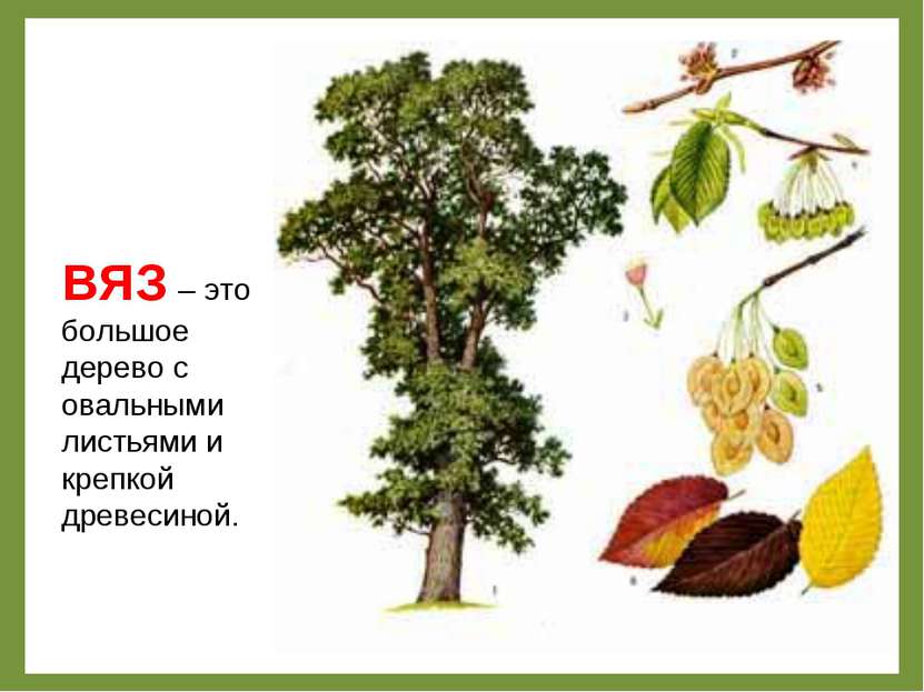 ВЯЗ – это большое дерево с овальными листьями и крепкой древесиной.