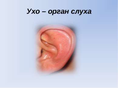 Ухо – орган слуха