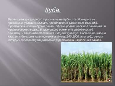Куба. Выращиванию сахарного тростника на Кубе способствуют ее природные услов...