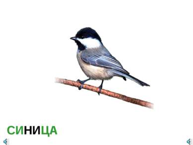 СИНИЦА Parus major — Синица большая Отряд Воробьинообразные (Passeriformes): ...