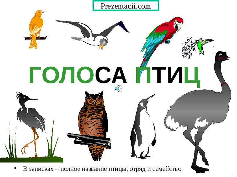 ГОЛОСА ПТИЦ В записках – полное название птицы, отряд и семейство Prezentacii...