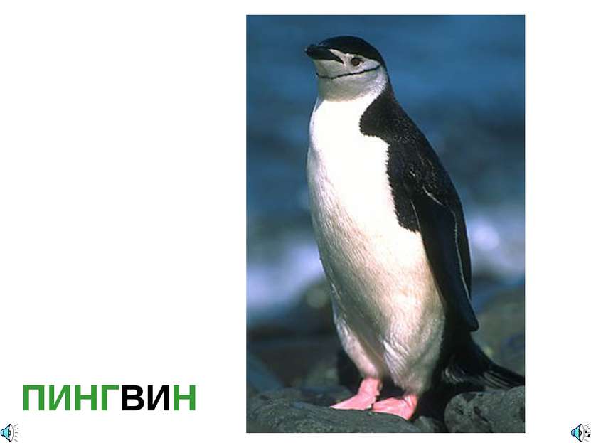 ПИНГВИН Полное название Pygoscelis antarctica — Пингвин антарктический Занесё...