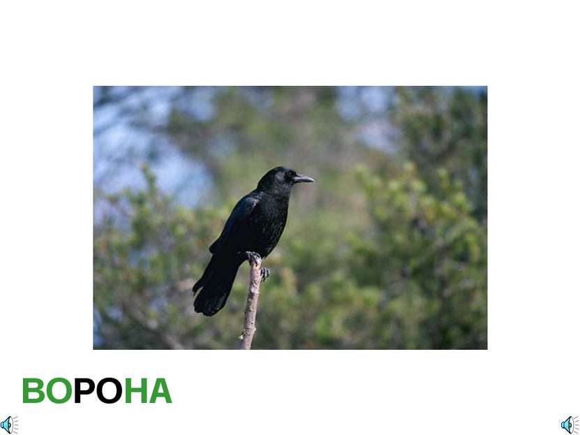 ВОРОНА Corvus brachyrhynchos- Ворона обыкновенная Отряд Воробьинообразные (Pa...
