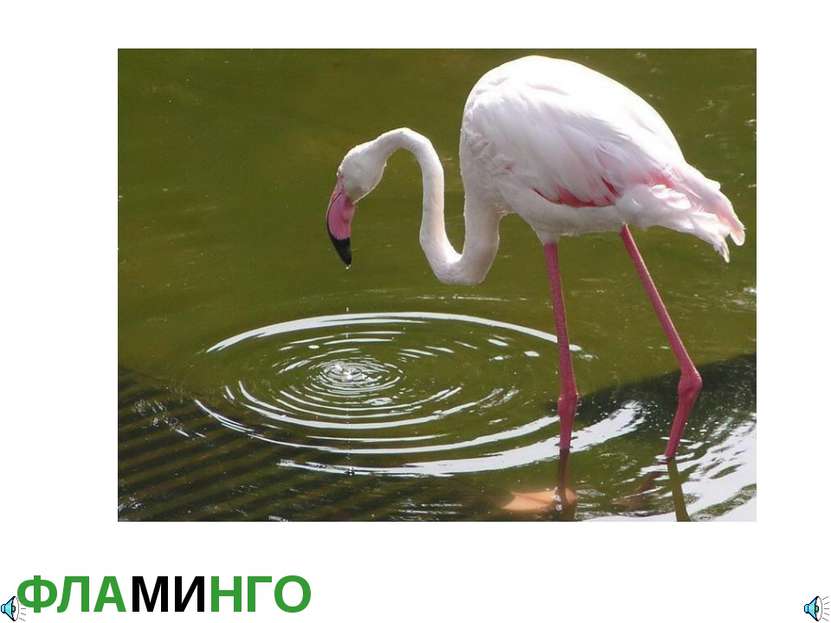 ФЛАМИНГО Фламинго обыкновенный, или розовый Phoenicopterus roseus (Ph. ruber ...
