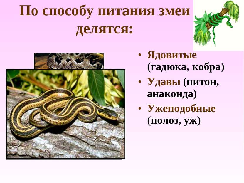 По способу питания змеи делятся: Ядовитые (гадюка, кобра) Удавы (питон, анако...