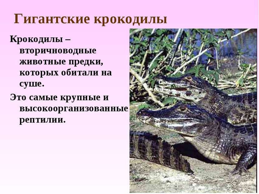 Гигантские крокодилы Крокодилы – вторичноводные животные предки, которых обит...