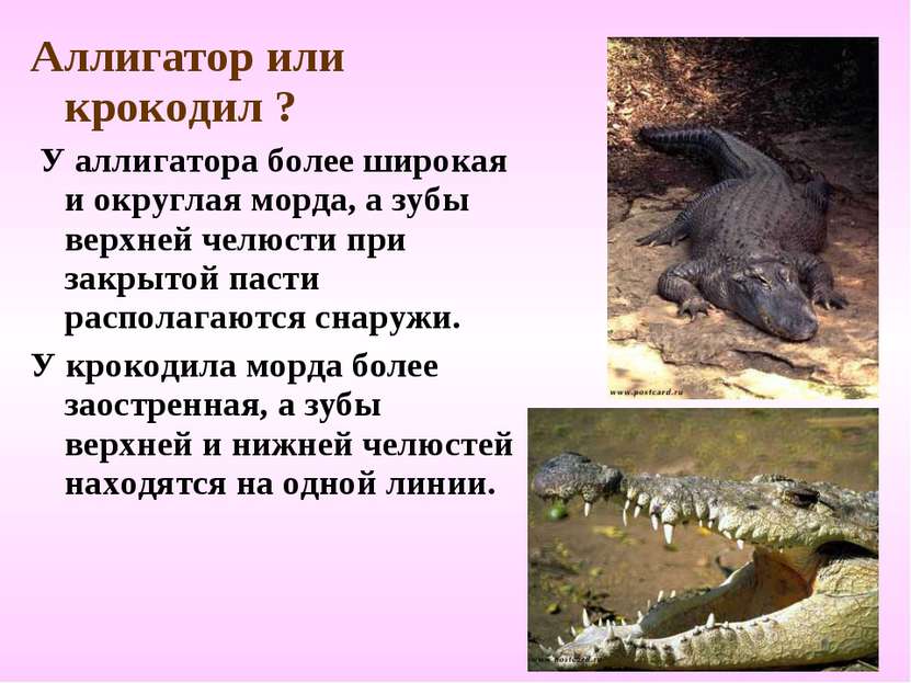 Аллигатор или крокодил ? У аллигатора более широкая и округлая морда, а зубы ...